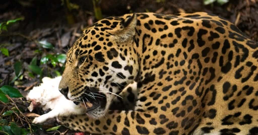 Jaguar image