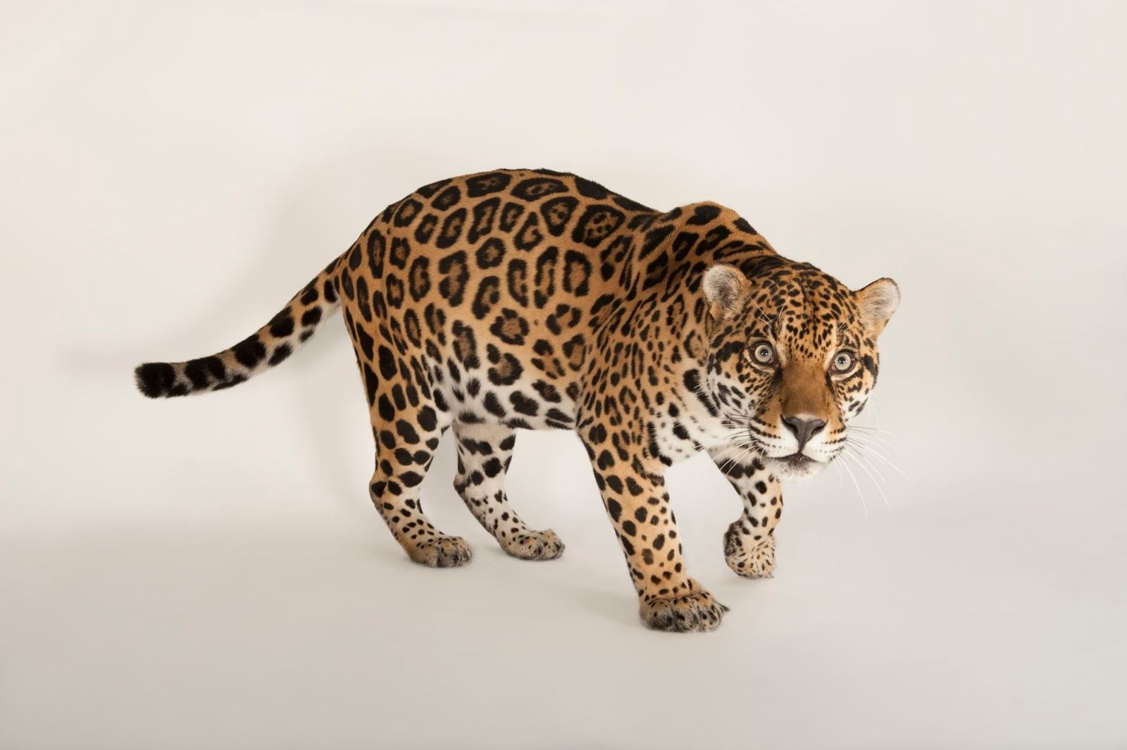 Jaguar